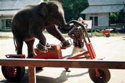 清迈旅游看大象，这五家大象保护营不能错过