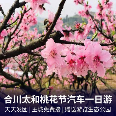 合川旅游:合川太和桃花+生态公园一日游