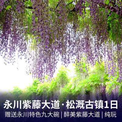 香海温泉旅游:永川紫藤大道花卉园、九大碗传统美食、松溉古镇一日游