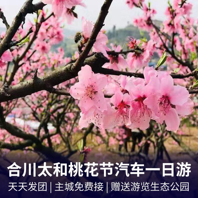 合川太和桃花+生态公园一日游