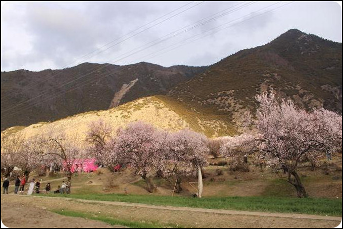 中国 西藏 林芝