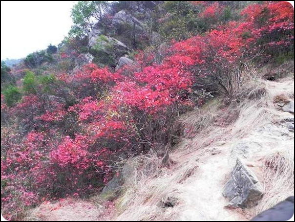 长江三峡 三峡红叶