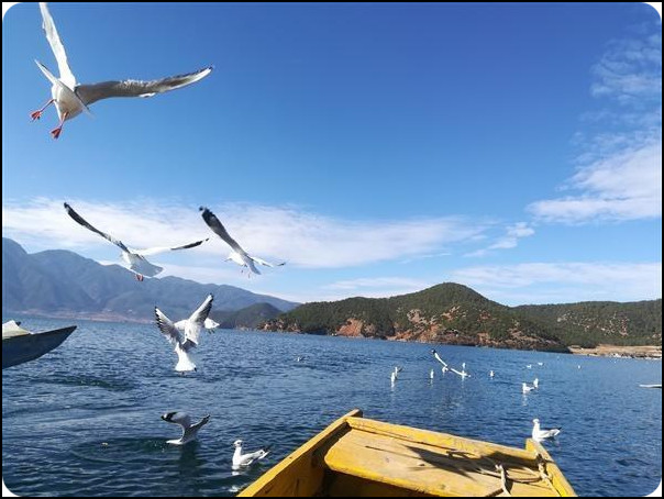 云南 泸沽湖 海鸥