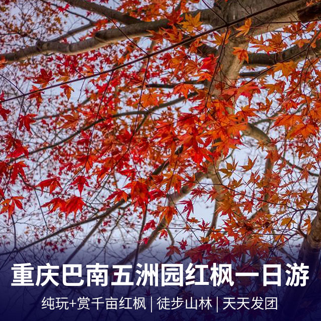 重庆巴南五洲园赏四季红枫一日游