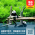 熊猫基地、宽窄巷子、锦里、黄龙溪古镇汽车3日游